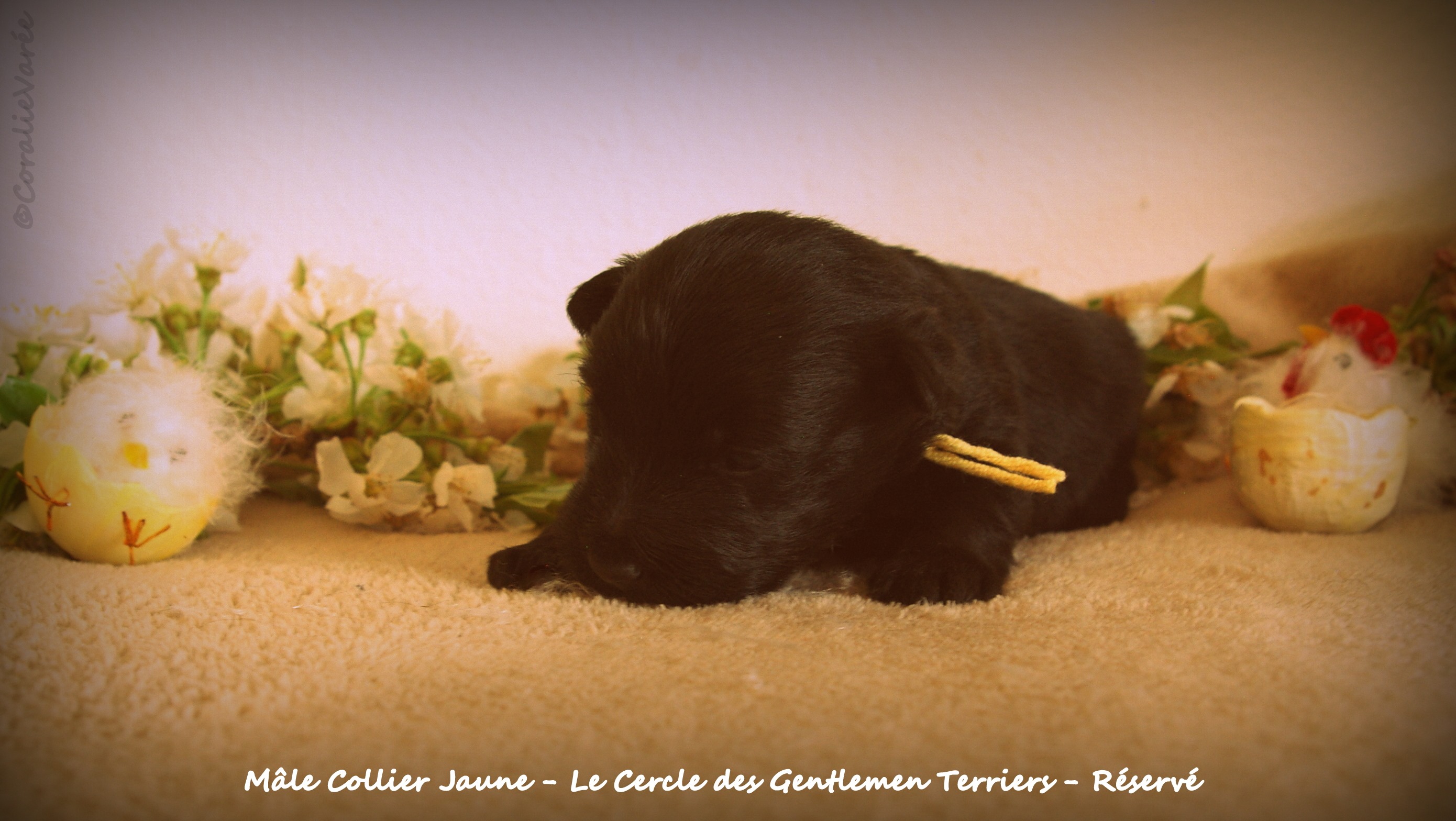 15 jours