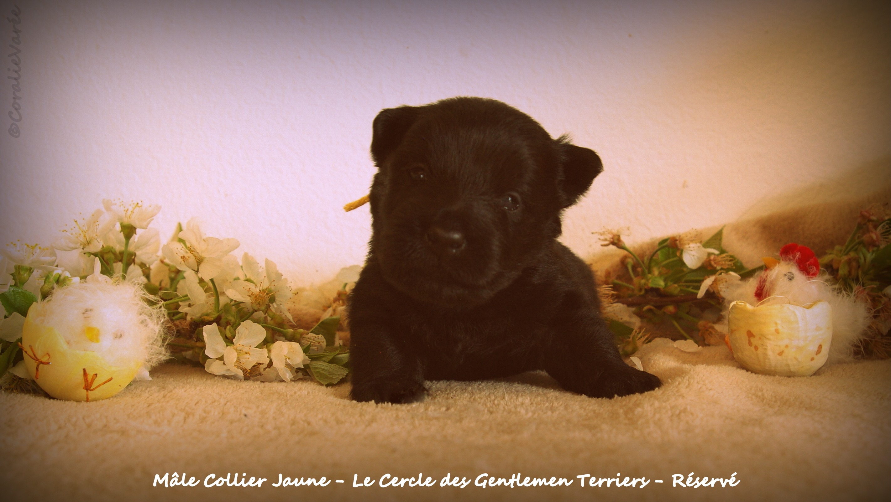 15 jours