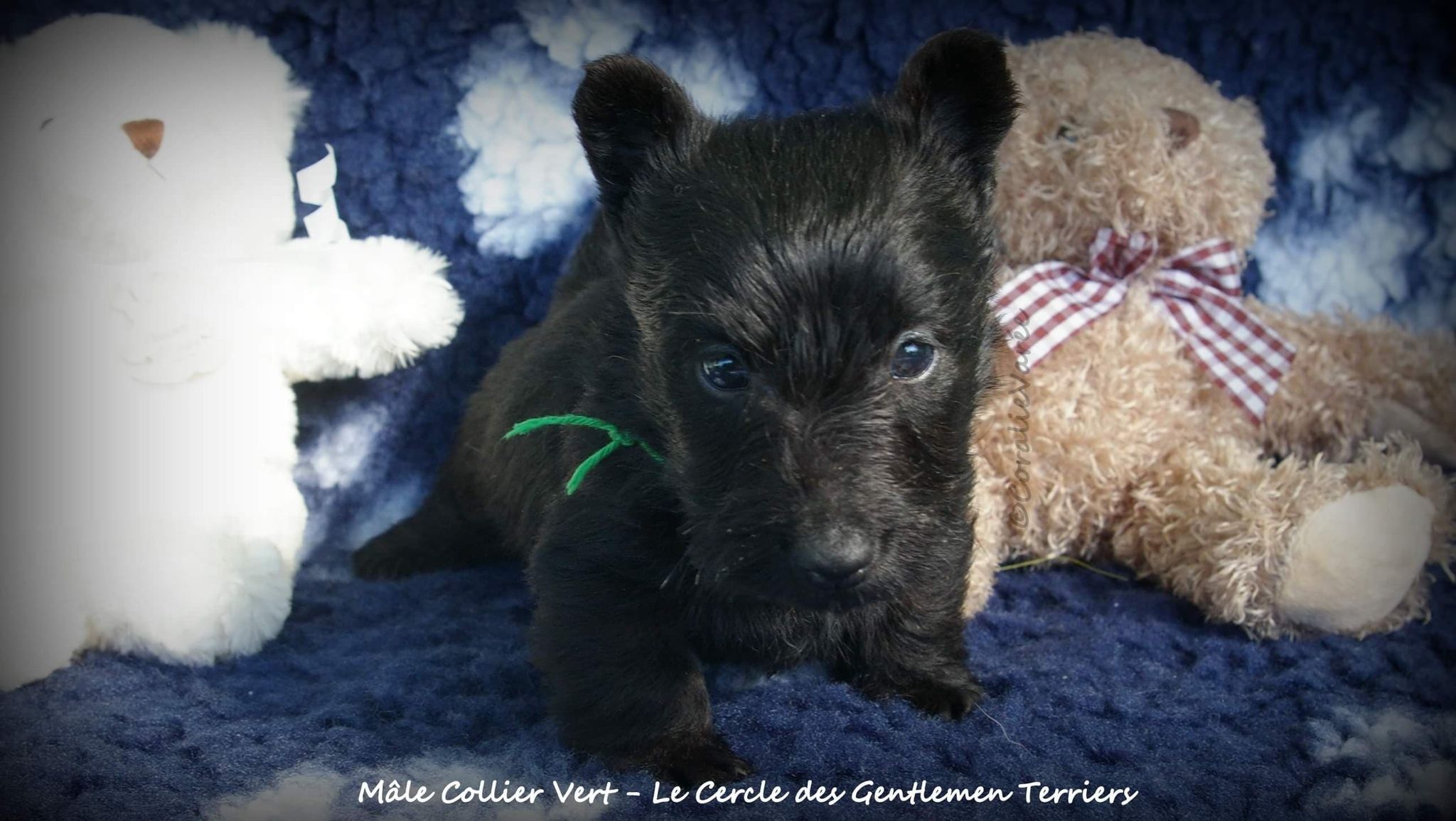 5 semaines
