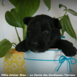 1 mois