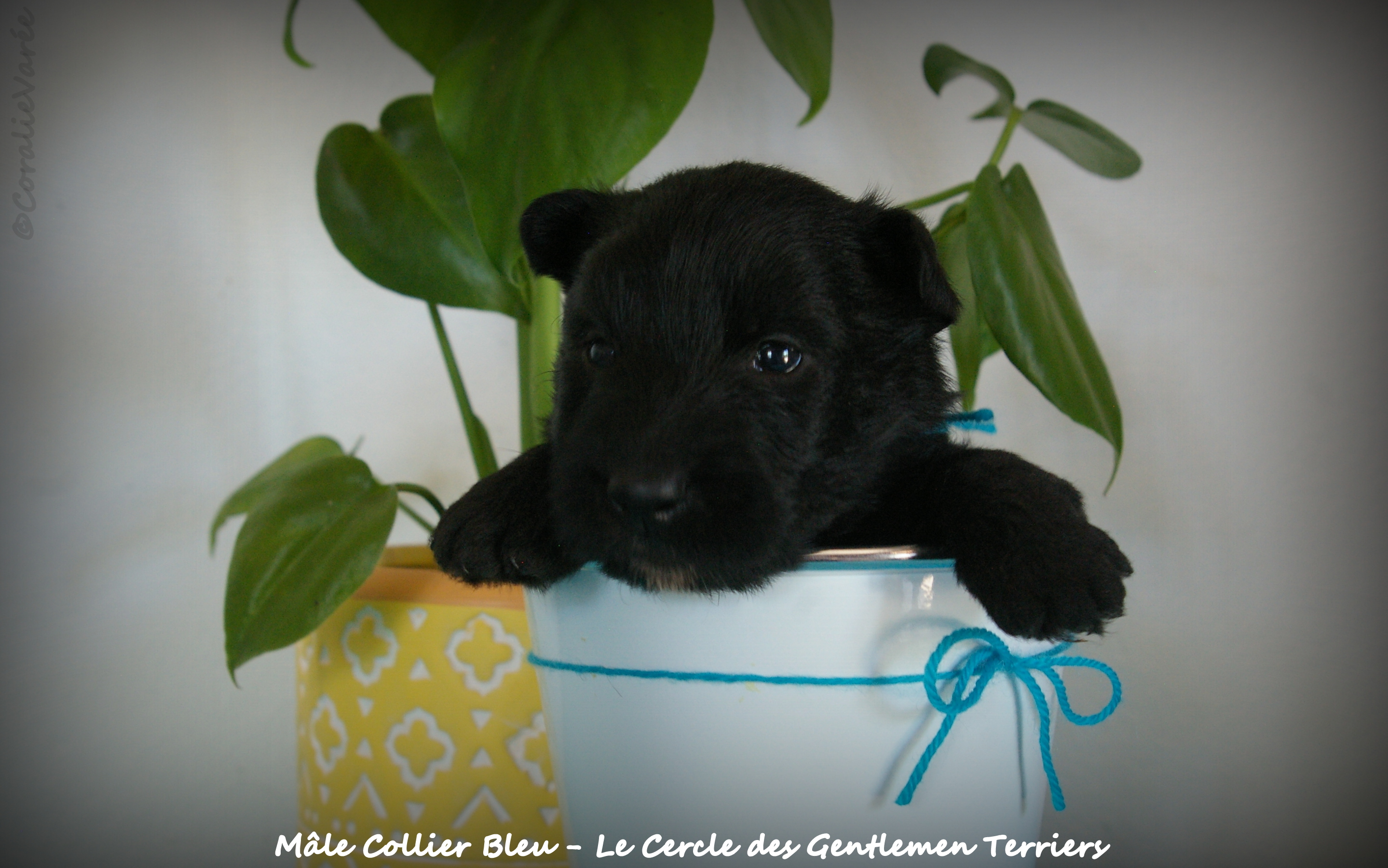 1 mois