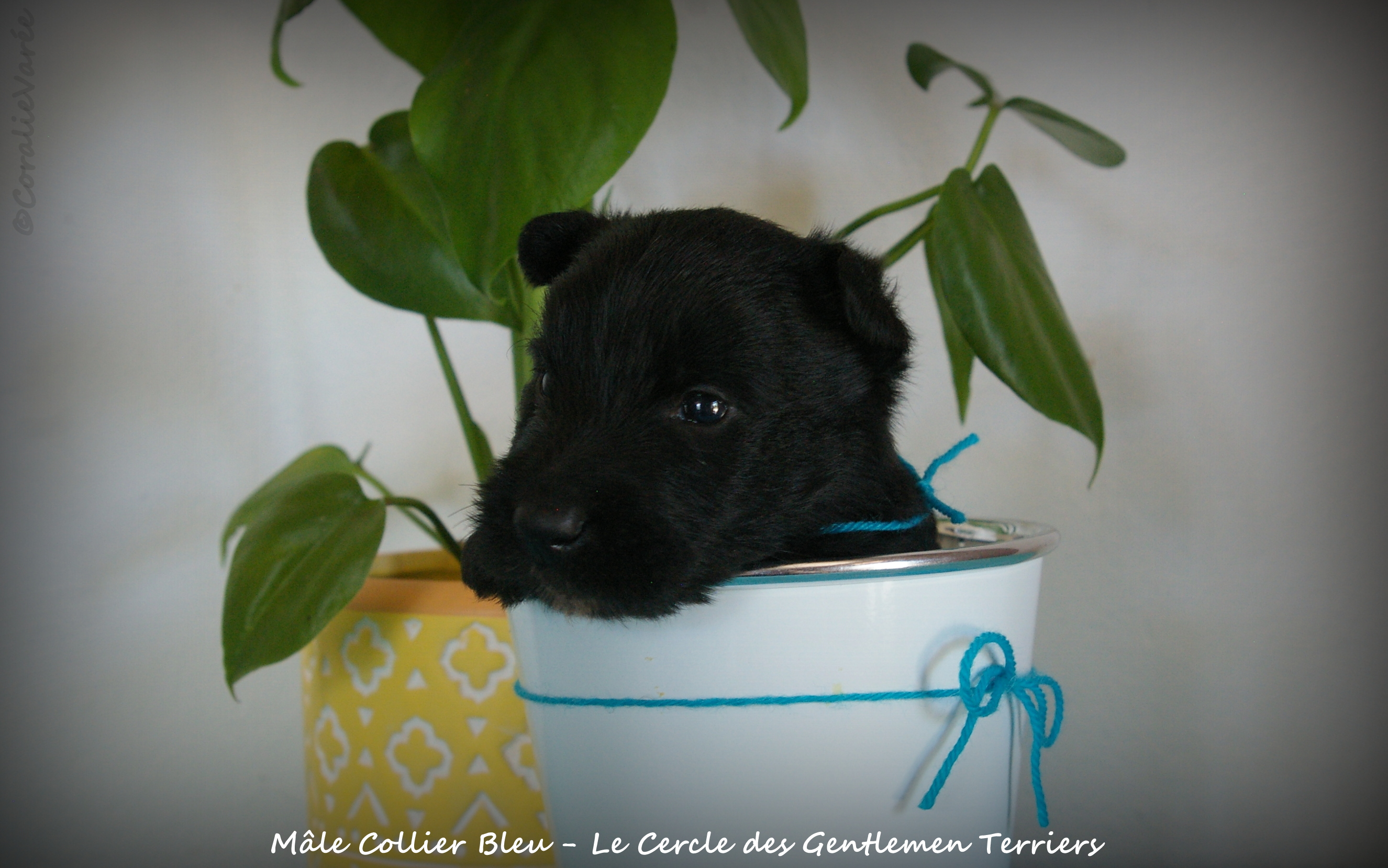 1 mois