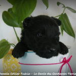 1 mois