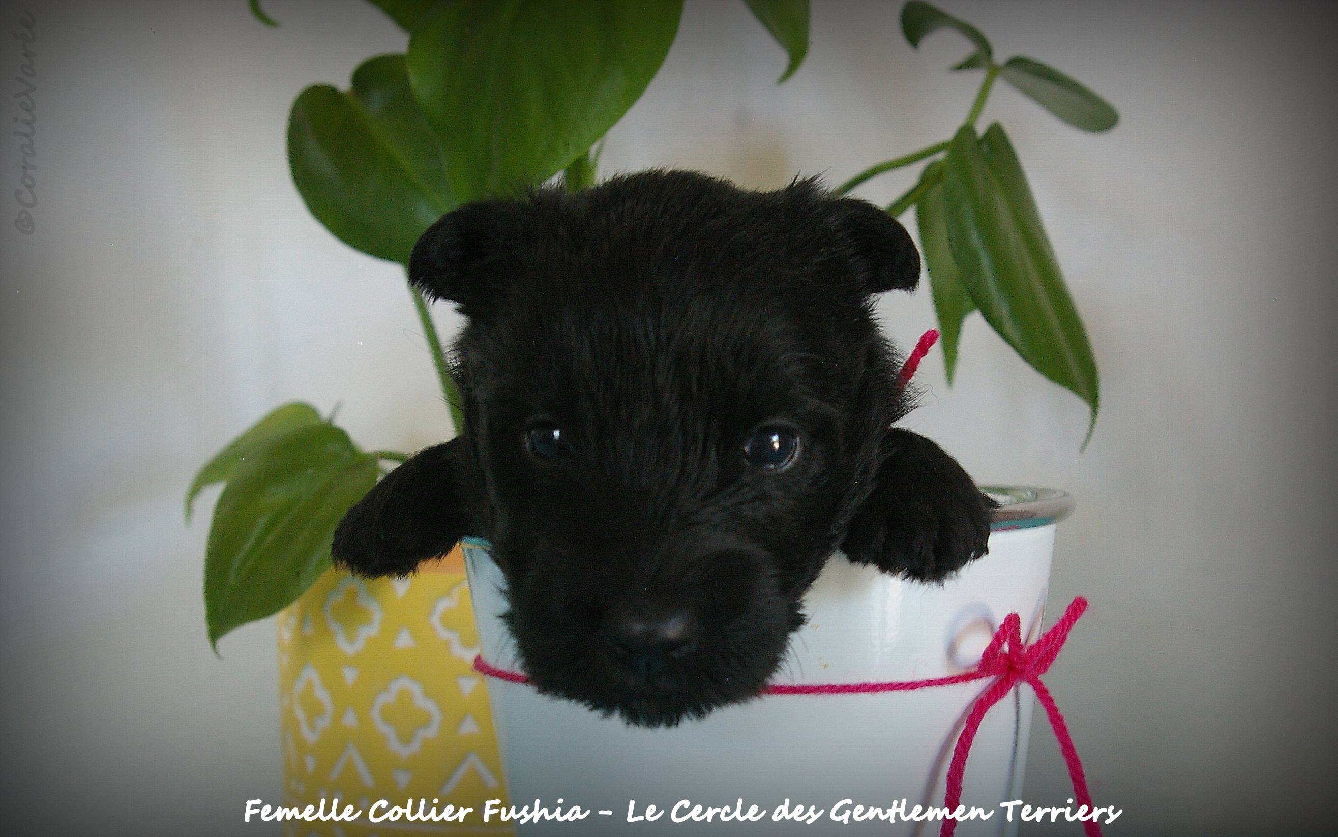 1 mois
