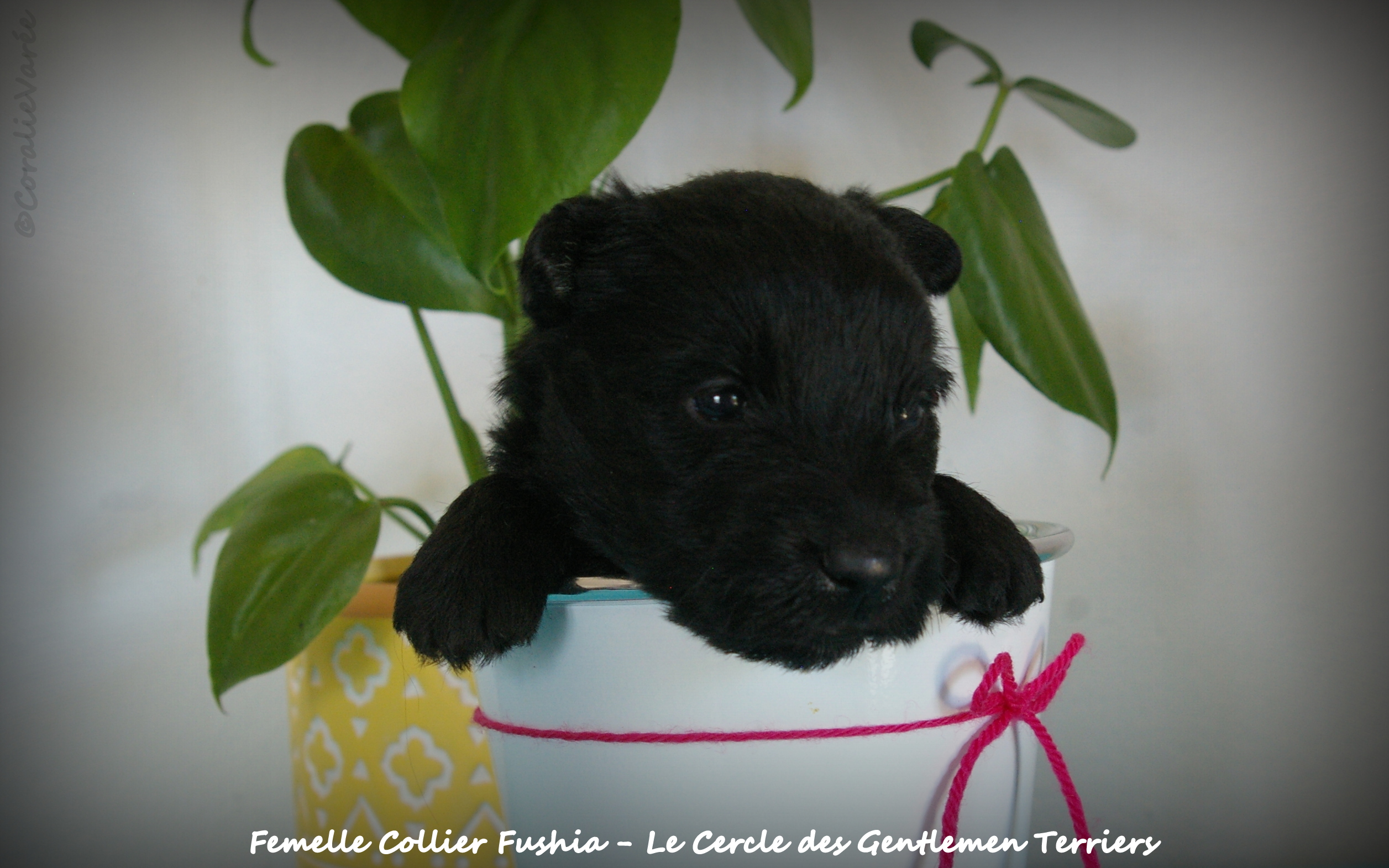 1 mois