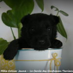 1 mois