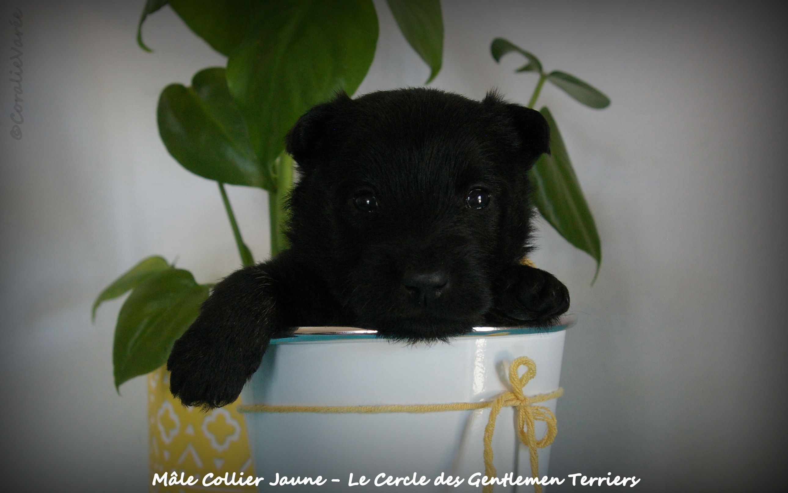 1 mois
