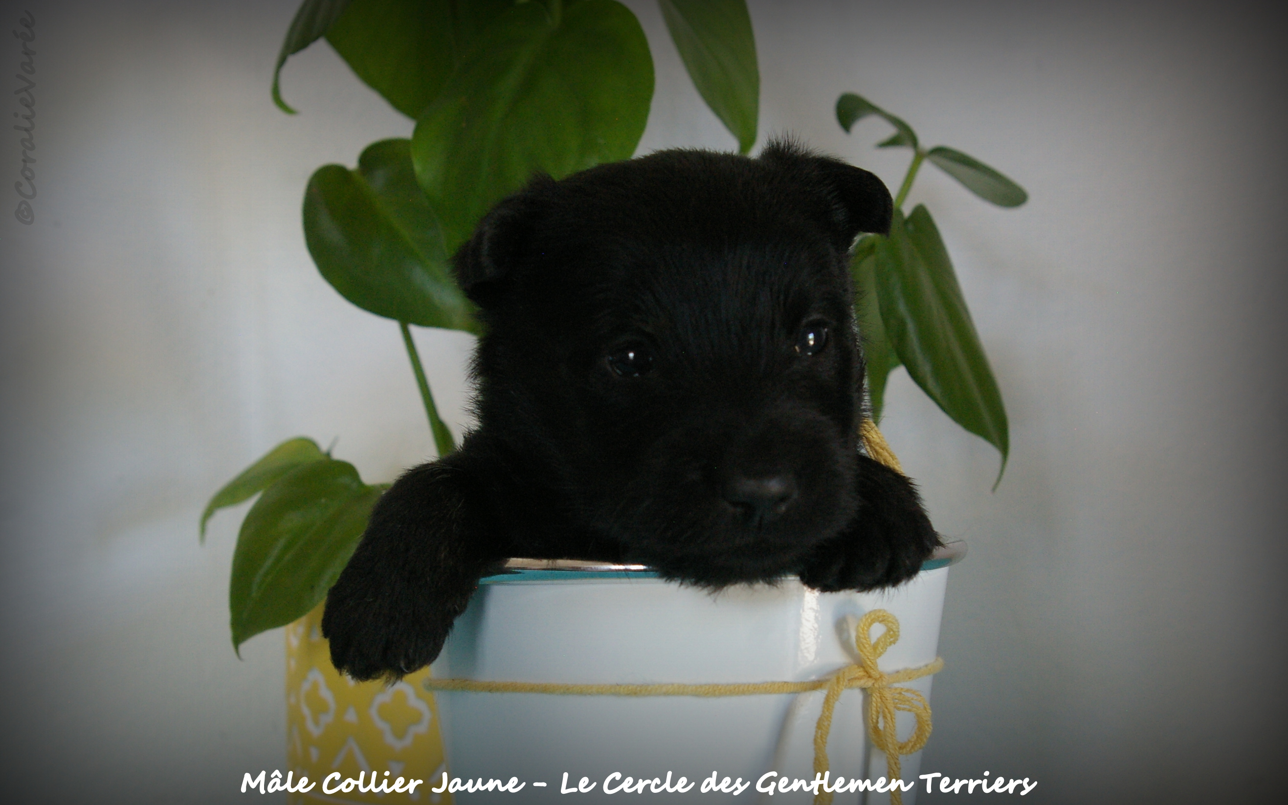 1 mois