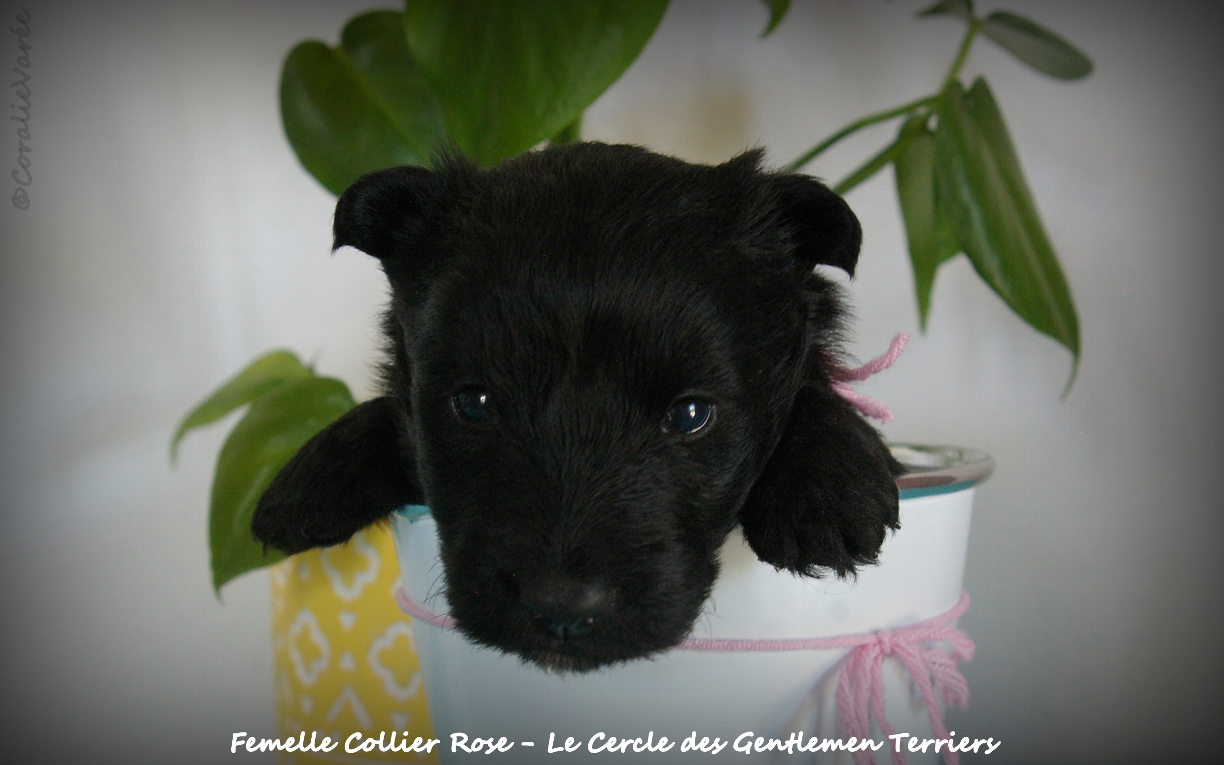 1 mois