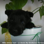 1 mois