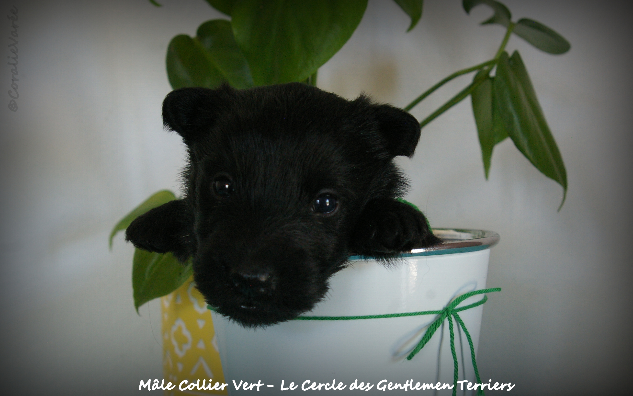 1 mois