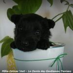 1 mois