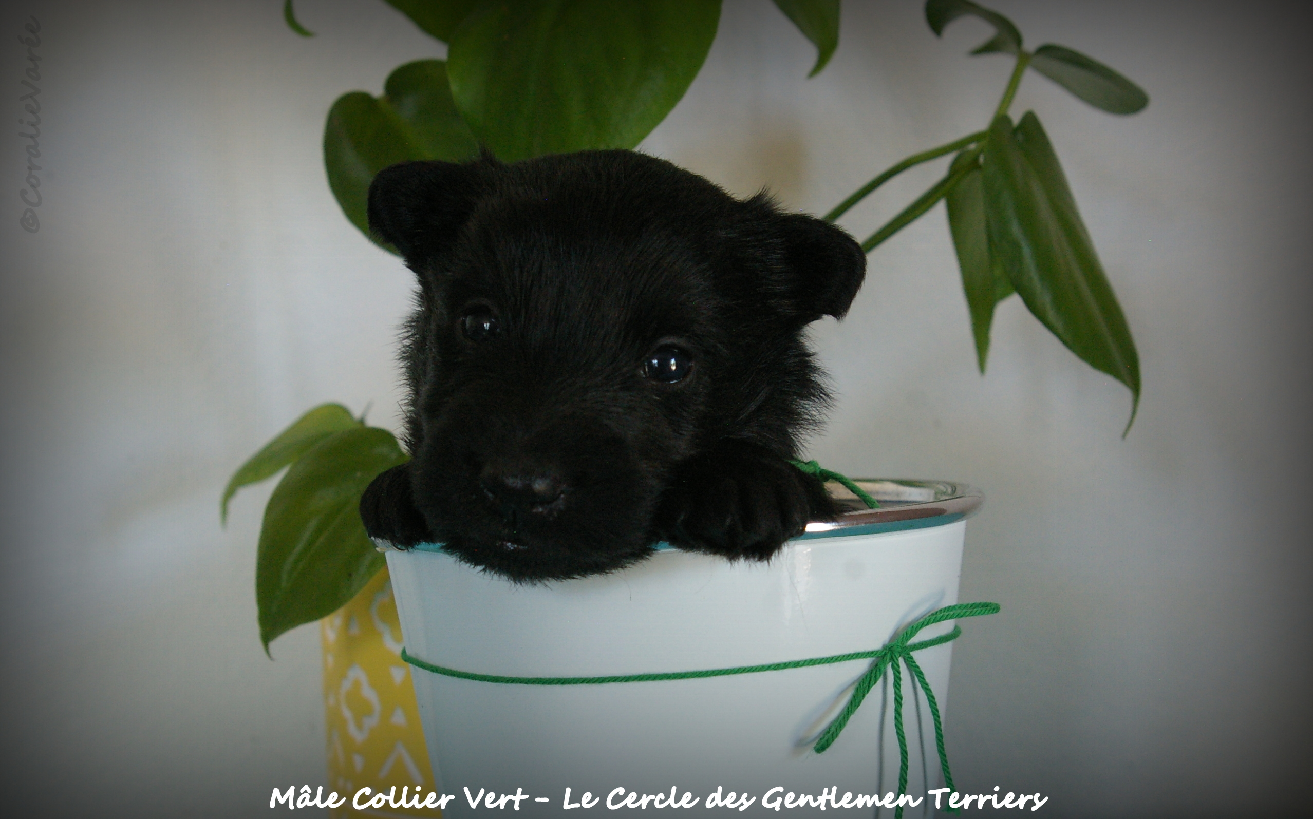 1 mois