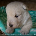 15 jours