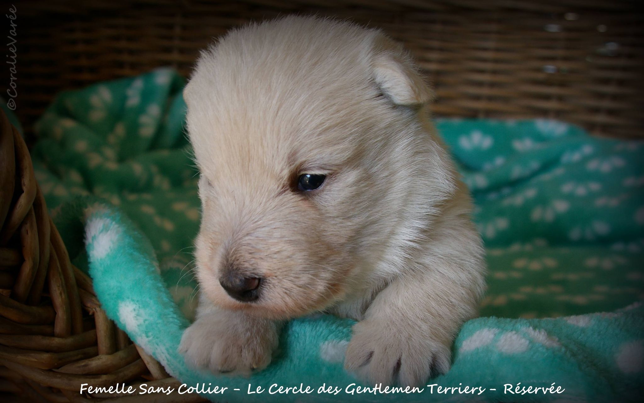 15 jours