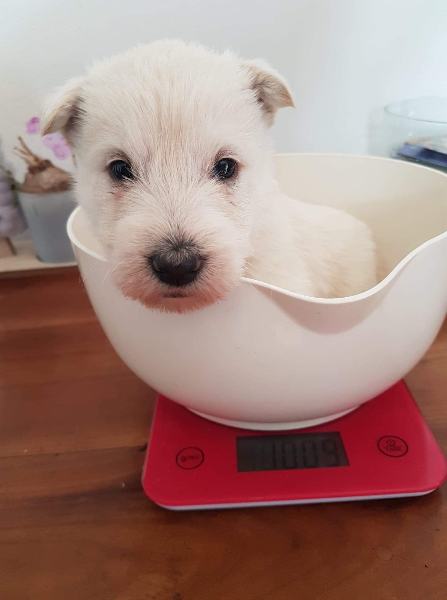 3 semaines