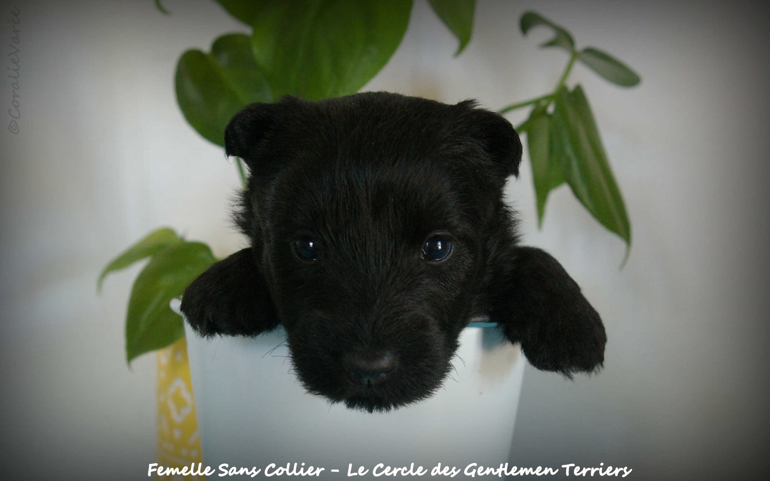 1 mois