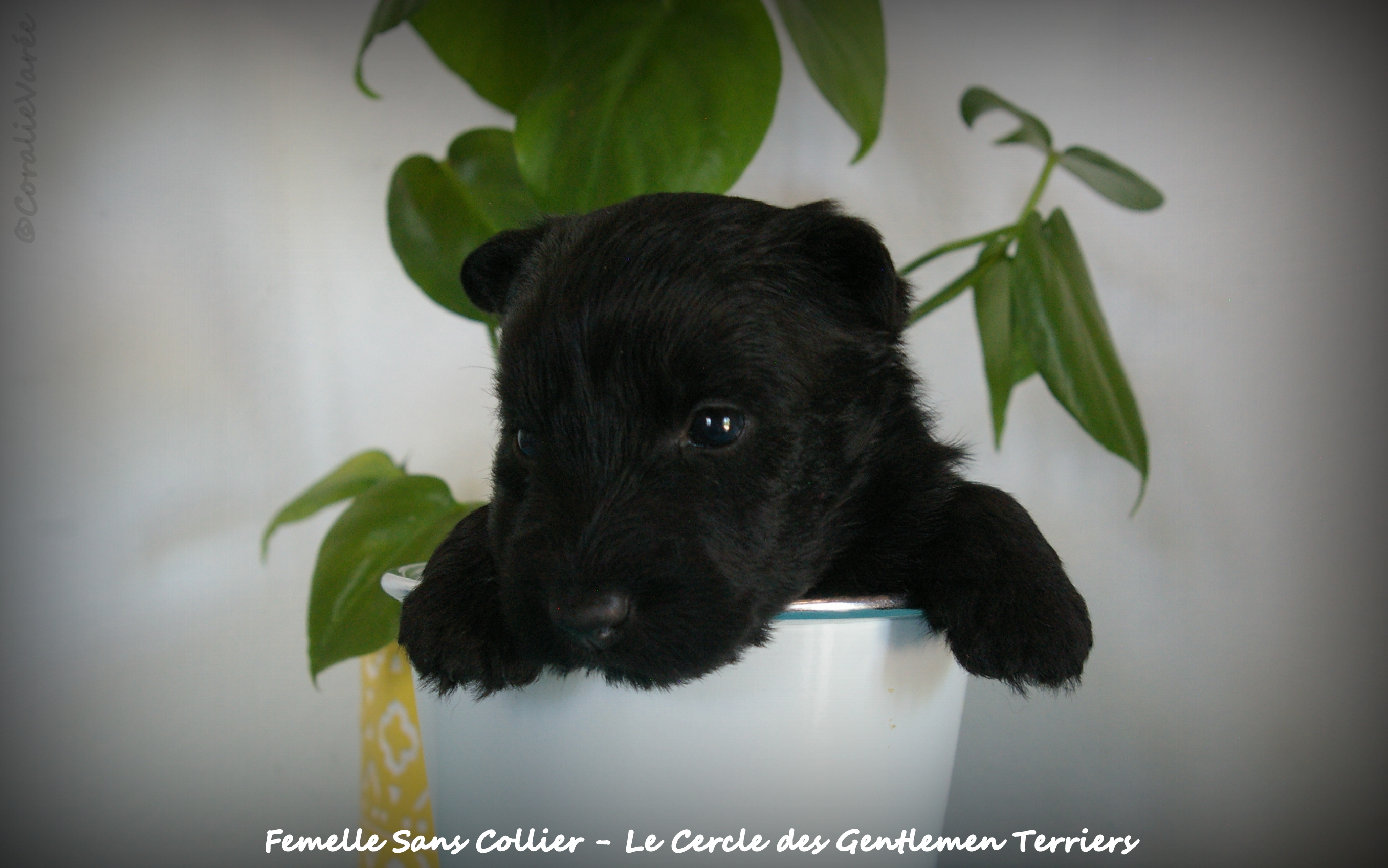 1 mois