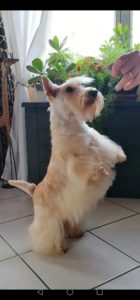 westie_expo