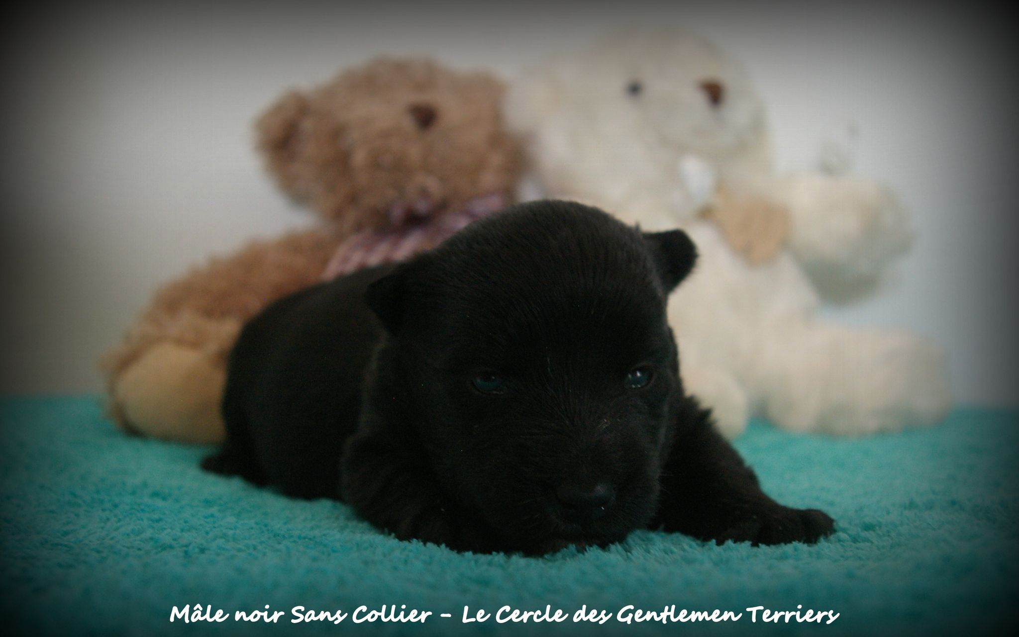 19 jours