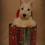 10 semaines