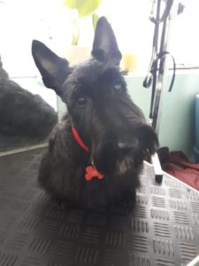 sam