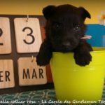 1 mois