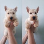 avant/après toilettage