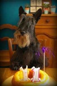 Anniversaire Gatsby 11 ans 3