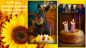 Anniversaire Gatsby 11 ans