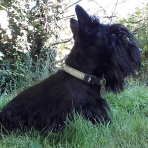 eliot chien visiteur2