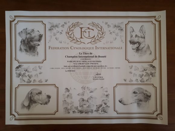 Titre Champion international Rocco