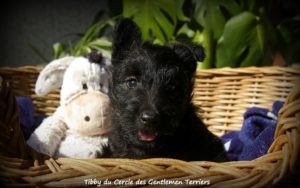 tibby 6 sem