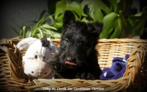 tibby 6 sem2