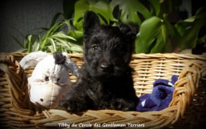 tibby 6 sem3