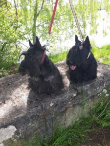 Anniversaires Penny Violette 4 ans