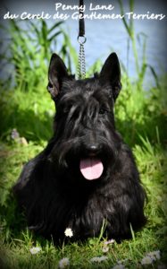 Penny Lane 4 ans