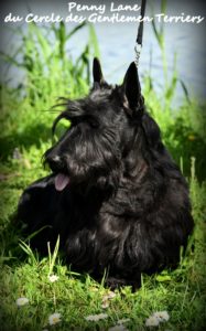 Penny Lane 4 ans 2