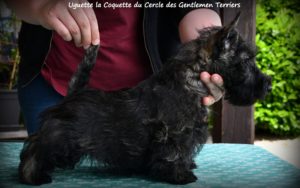 Uguette 10 sem