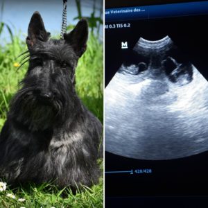 Violette gestation 2023