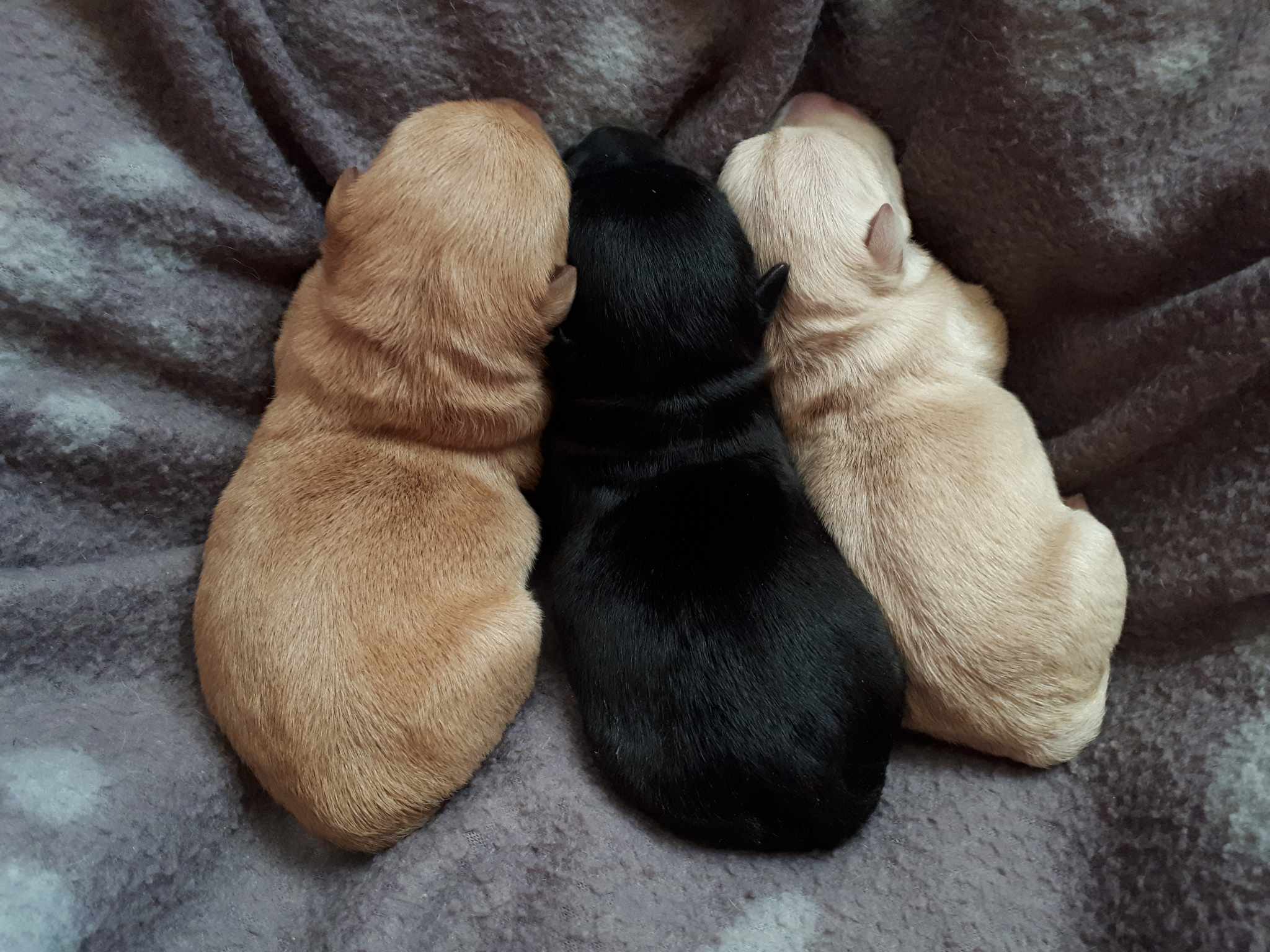 Portée Penny 22.07.23