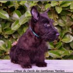 Enzo - 10 semaines- est parti pour le Territoire de Belfort