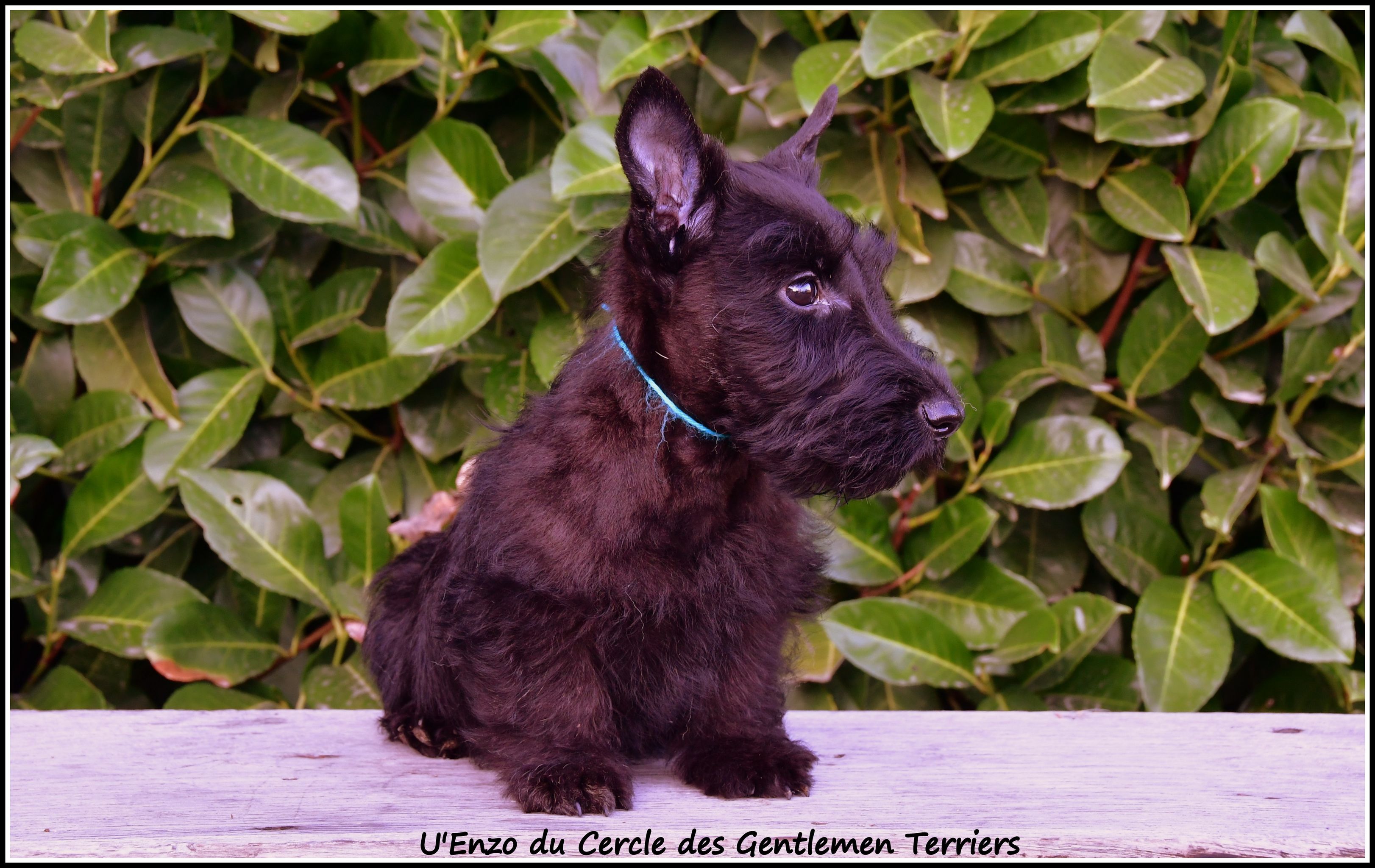 Enzo - 10 semaines- est parti pour le Territoire de Belfort