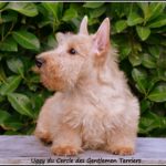 Uggy 10 sem - Copie