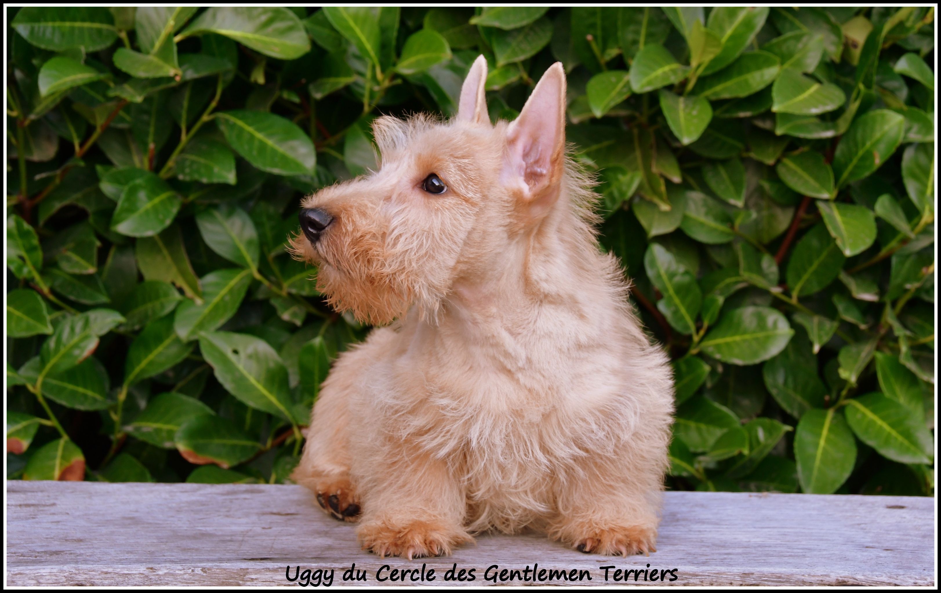 Uggy 10 sem - Copie