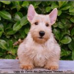 Uggy - 10 semaines - est parti vivre en Meurthe et Moselle