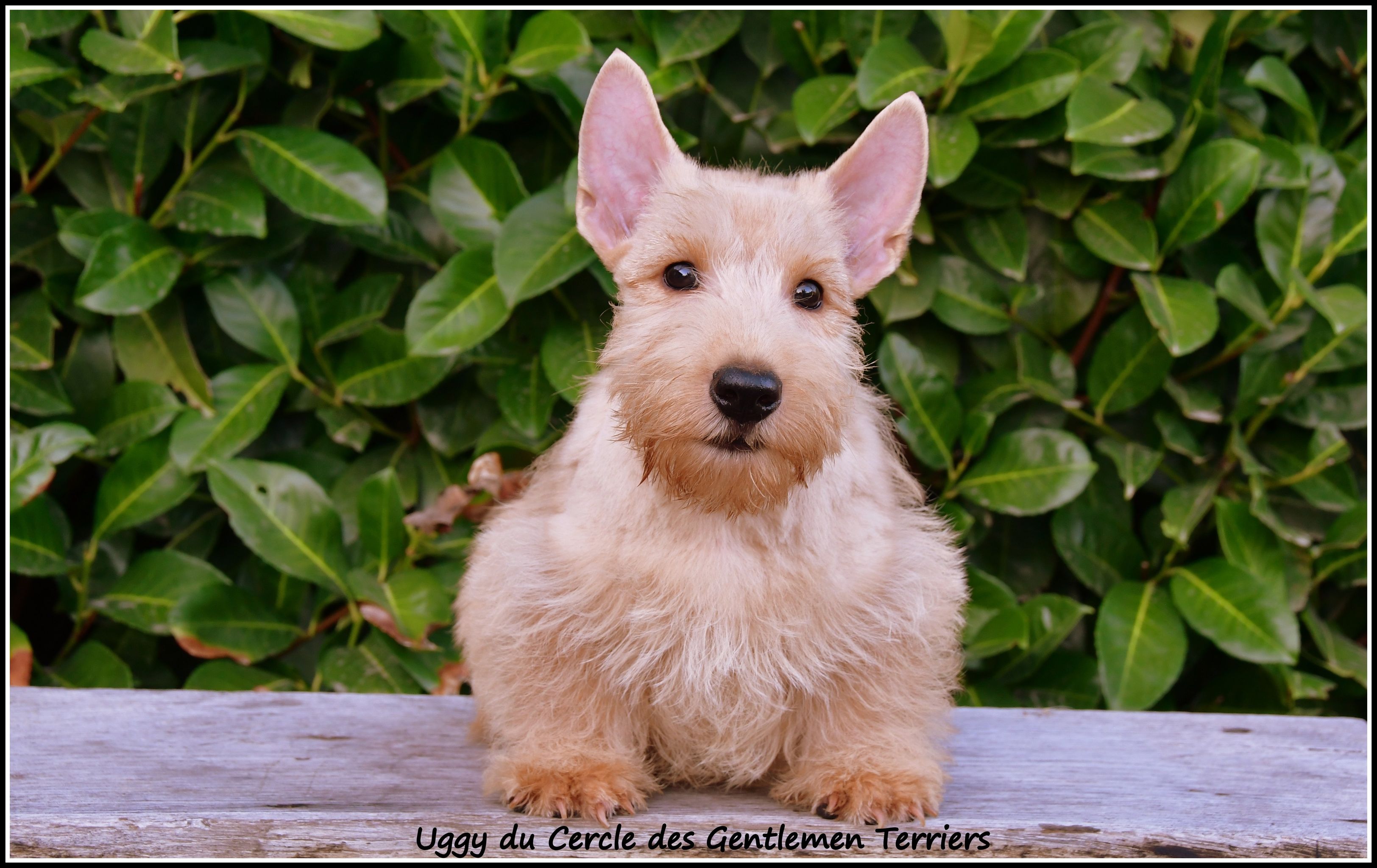 Uggy - 10 semaines - est parti vivre en Meurthe et Moselle
