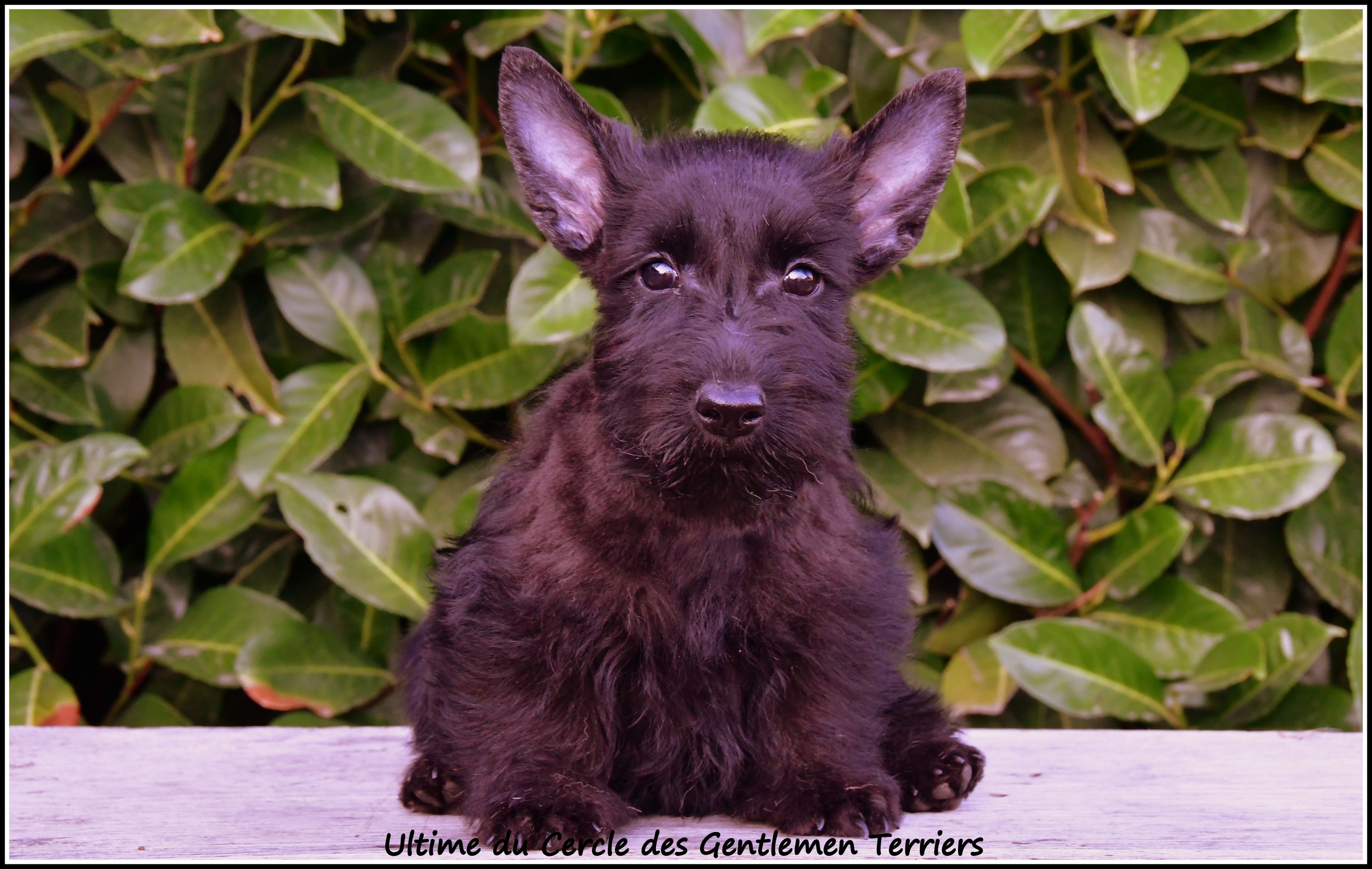 Ultime - 10 semaines - va vivre en Saöne et Loire