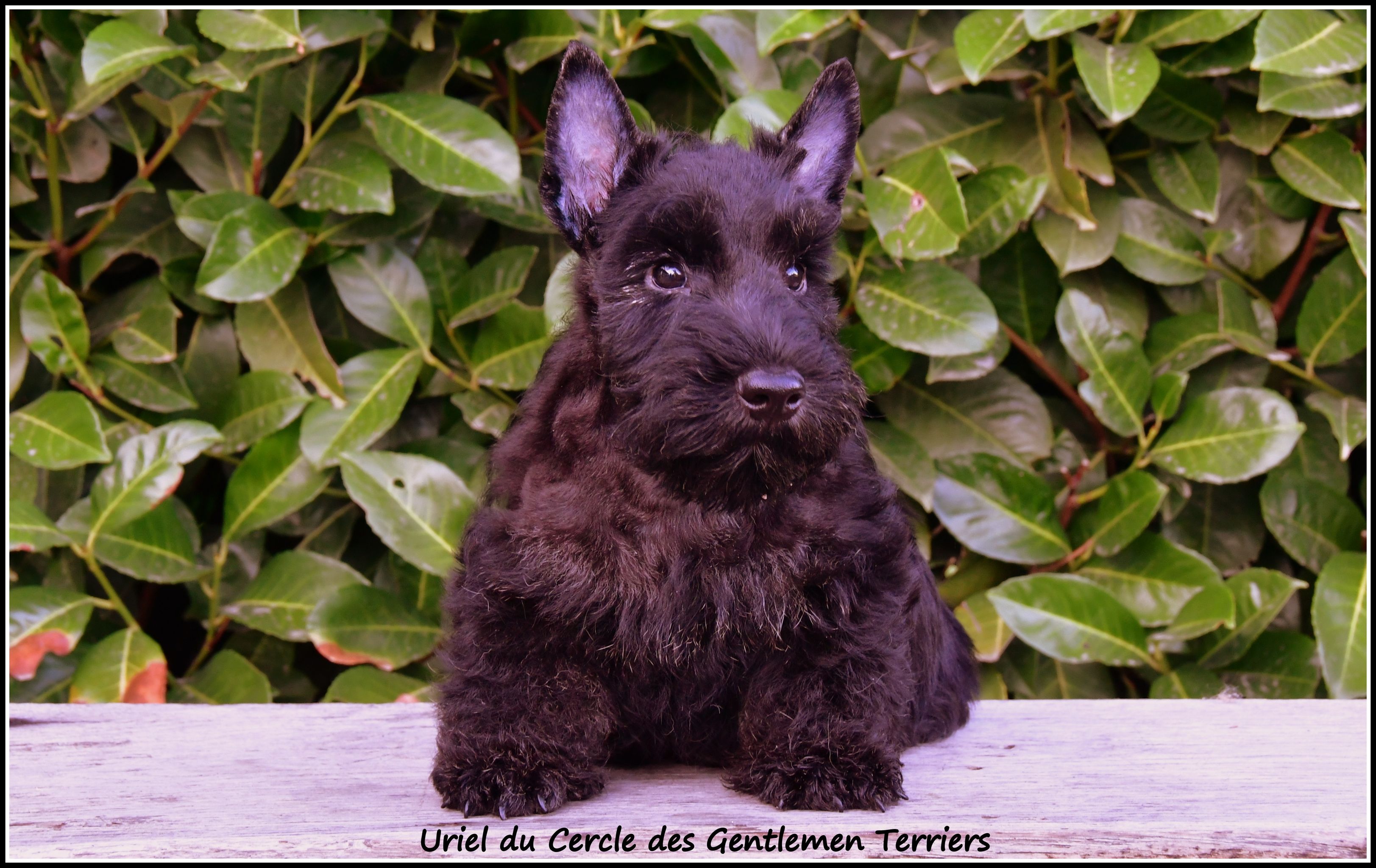 Uriel 10 se2