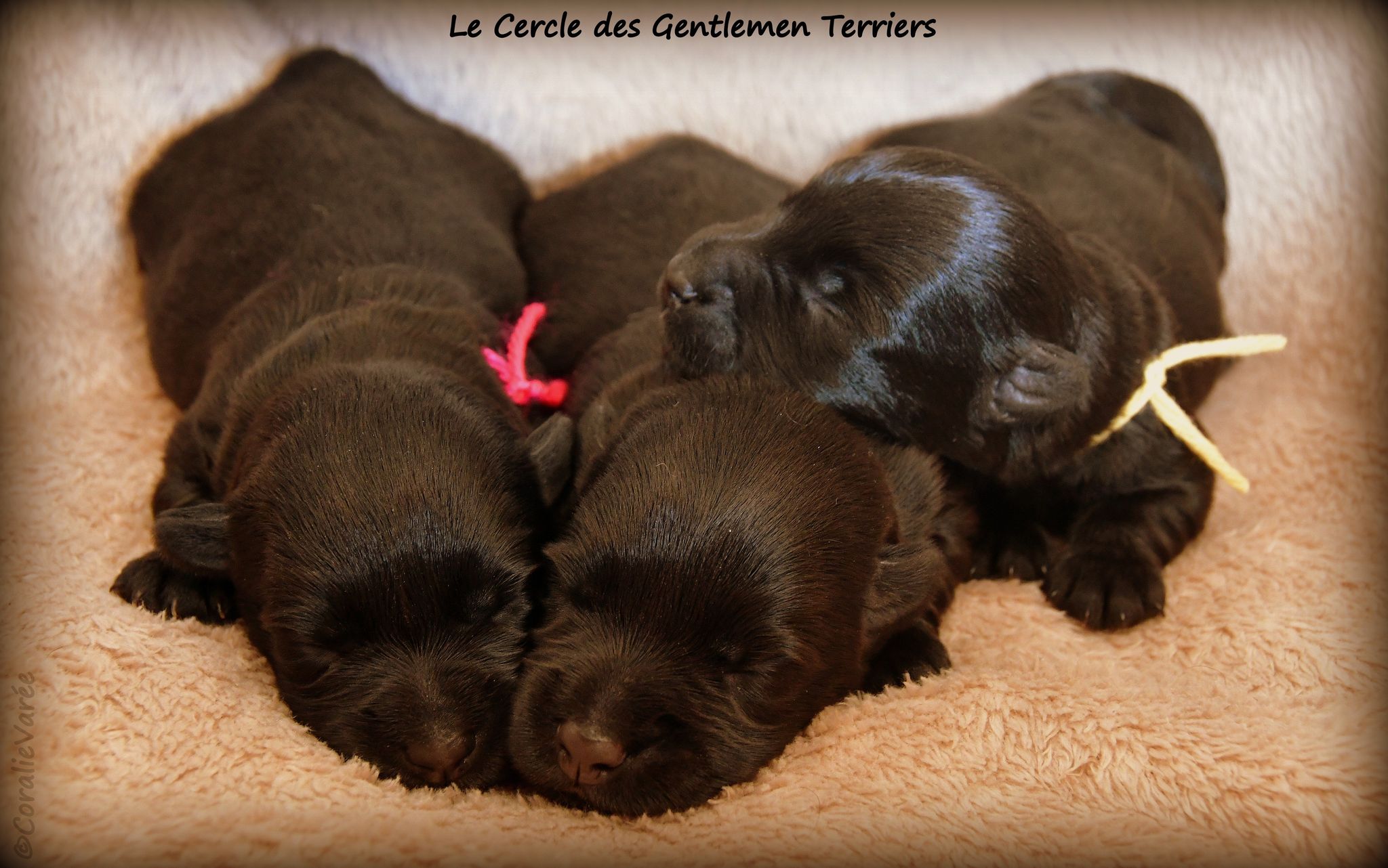Les filles noires